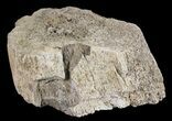 Mosasaur Bone Section - Montana #71281-1